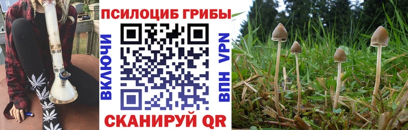 Псилоцибиновые грибы Psilocybe  Купить  Богородск 